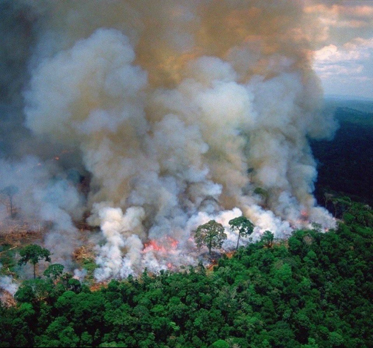 La Peor Deforestación En El Amazonas En Una Década Alternauta 