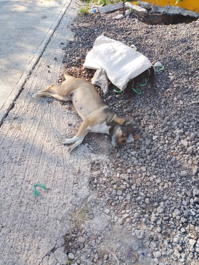 Perrito envenenado fallece