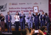 Aguacate michoacano obtiene Indicación Geográfica por IMPI
