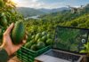 Aguacate libre de deforestación: la certificación que vincula el comercio con el derecho a un medio ambiente sano