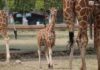Zoológico de Morelia registra más de 500 nacimientos durante la actual administración