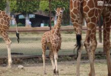 Zoológico de Morelia registra más de 500 nacimientos durante la actual administración