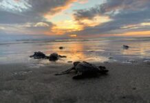 Michoacán está listo para el arribo de miles de tortugas marinas