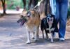 SSM exhorta a vacunar contra la rabia a los animales de compañía