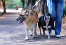 SSM exhorta a vacunar contra la rabia a los animales de compañía