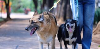 SSM exhorta a vacunar contra la rabia a los animales de compañía