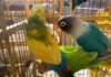 Recibe Zoológico de Morelia 83 aves aseguradas por Profepa