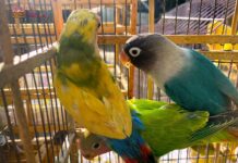 Recibe Zoológico de Morelia 83 aves aseguradas por Profepa