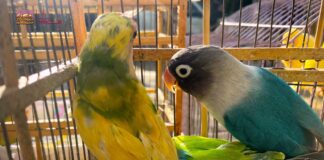 Recibe Zoológico de Morelia 83 aves aseguradas por Profepa