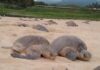 Inicia arribazón masiva de tortuga marina en playas de Michoacán