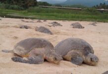 Inicia arribazón masiva de tortuga marina en playas de Michoacán