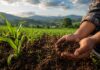 Microorganismos nativos: la ciencia de la UNAM abre una ruta hacia una agricultura más sustentable en Michoacán