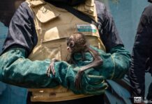 Zoológico de Morelia ha recibido más de 450 animales rescatados en la presente administración