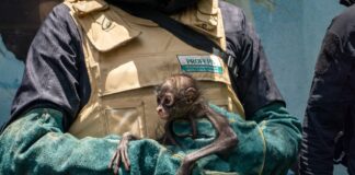 Zoológico de Morelia ha recibido más de 450 animales rescatados en la presente administración