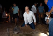 Con apoyo de 27 campamentos, Michoacán proyecta el nacimiento de 1.8 millones de tortugas: Bedolla