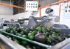 Michoacán cosechó un millón 460 mil toneladas de aguacate en la temporada 2025-2026