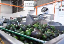 Michoacán cosechó un millón 460 mil toneladas de aguacate en la temporada 2025-2026