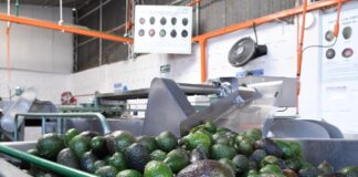 Michoacán cosechó un millón 460 mil toneladas de aguacate en la temporada 2025-2026