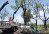 Sedum intensifica rescate y trasplante de árboles en el trayecto del Morebús