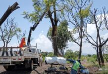 Sedum intensifica rescate y trasplante de árboles en el trayecto del Morebús