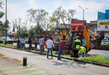 Con la replantación de 4 jacarandas, avanza plan ambiental del Morebús