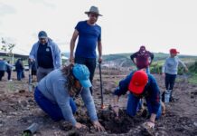 Reforesta SCOP el segundo anillo periférico de Morelia con más de 36 mil árboles endémicos