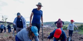 Reforesta SCOP el segundo anillo periférico de Morelia con más de 36 mil árboles endémicos