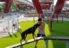Transformamos distribuidores viales de Morelia en parques y espacios de convivencia: Rogelio Zarazúa
