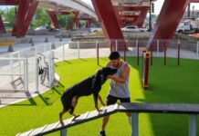 Transformamos distribuidores viales de Morelia en parques y espacios de convivencia: Rogelio Zarazúa