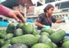 Aguacate michoacano: exportar con trabajo digno, el nuevo desafío