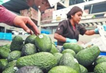 Aguacate michoacano: exportar con trabajo digno, el nuevo desafío