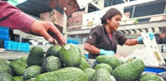 Aguacate michoacano: exportar con trabajo digno, el nuevo desafío