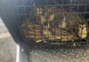 Protección Civil y Bomberos Morelia rescata a nueve patitos de una alcantarilla
