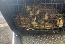 Protección Civil y Bomberos Morelia rescata a nueve patitos de una alcantarilla