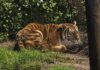 Cateos en Los Reyes y Peribán dejan un detenido y fauna exótica decomisada
