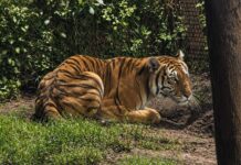 Cateos en Los Reyes y Peribán dejan un detenido y fauna exótica decomisada