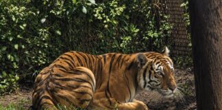 Cateos en Los Reyes y Peribán dejan un detenido y fauna exótica decomisada