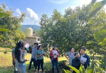 Del aula al campo: estudiantes del ITSPA fortalecen su formación en una huerta de aguacate