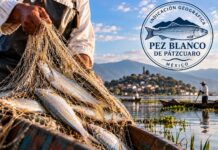 Pez blanco de Pátzcuaro cumple un año con protección geográfica; continúa el reto de preservar la especie