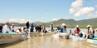 Suman 215 mil ejemplares de pez blanco liberados en el lago de Pátzcuaro